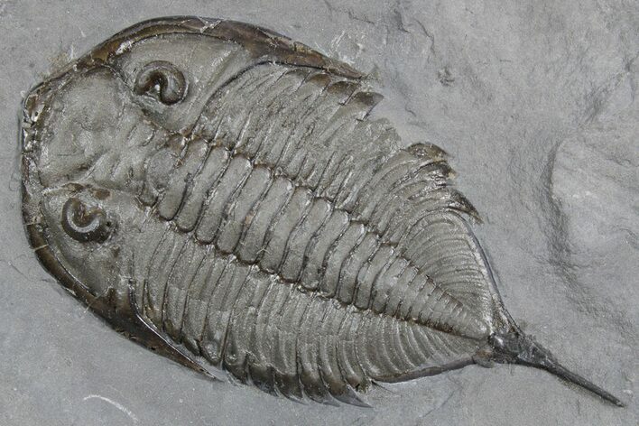 Dalmanites Trilobite Fossil - New York #357152